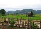 IMG 0921  Rismarker i Tha Khek`s bagland Laos